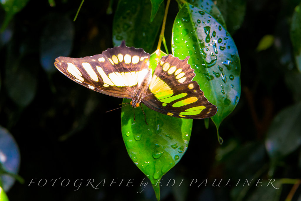 EP-EOS6D-20160828-001.jpg