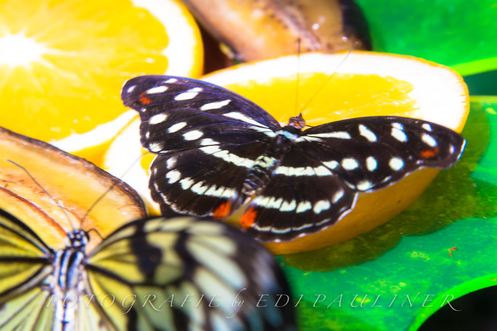EP-EOS6D-20160828-004.jpg
