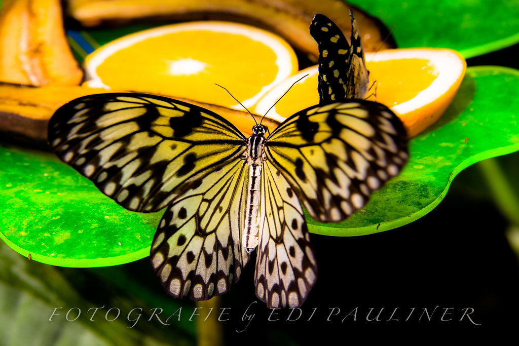 EP-EOS6D-20160828-005.jpg
