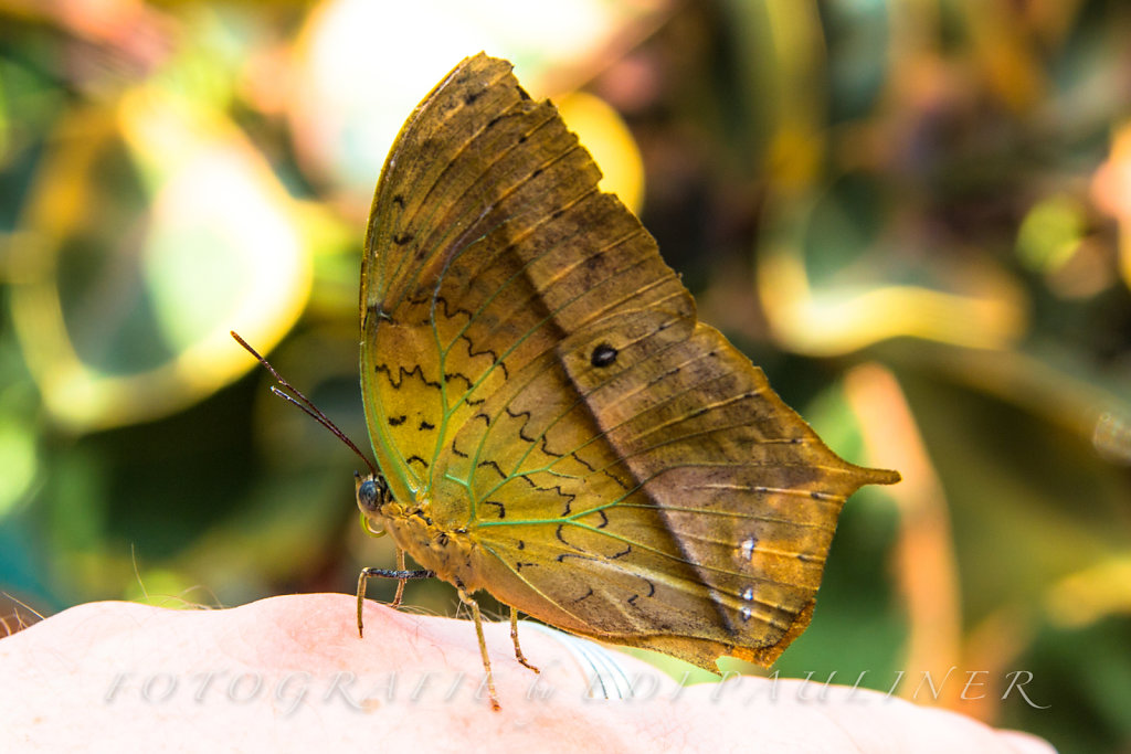 EP-EOS6D-20160828-007.jpg