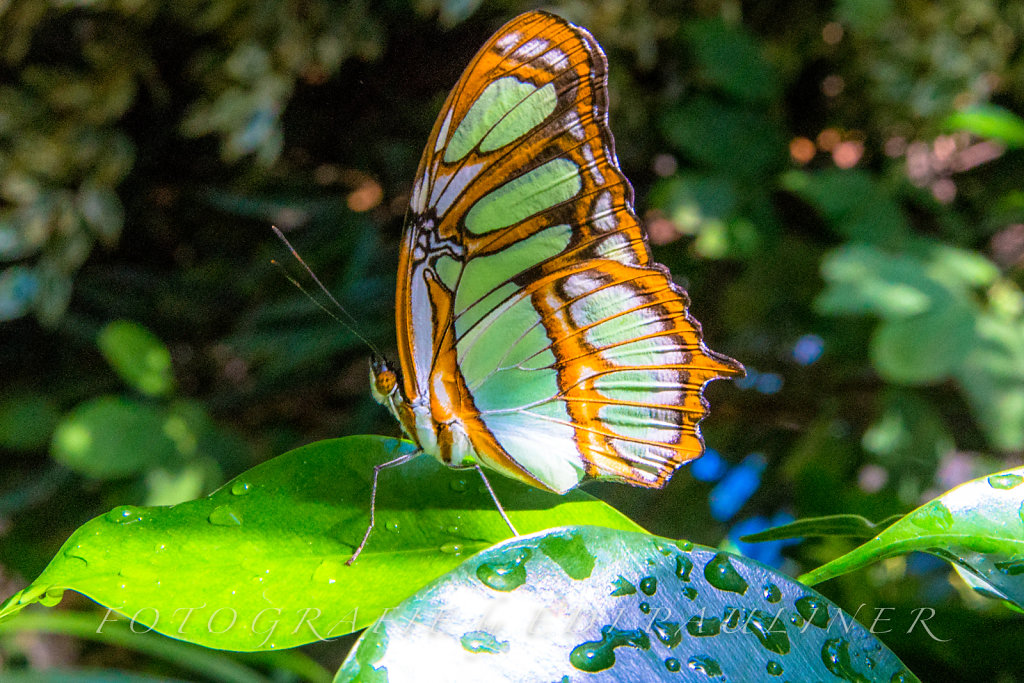 EP-EOS6D-20160828-023.jpg