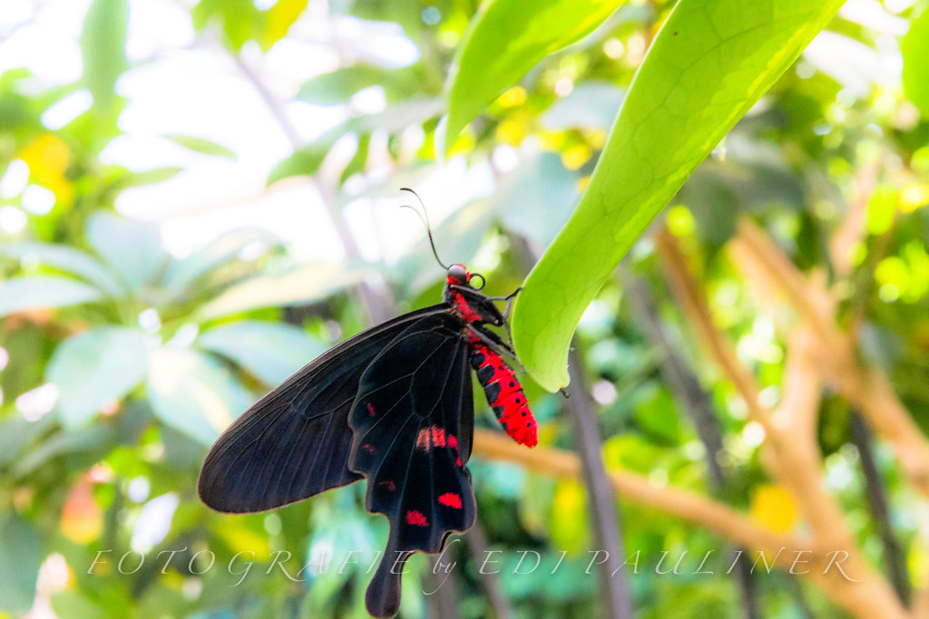 EP-EOS6D-20160828-082.jpg