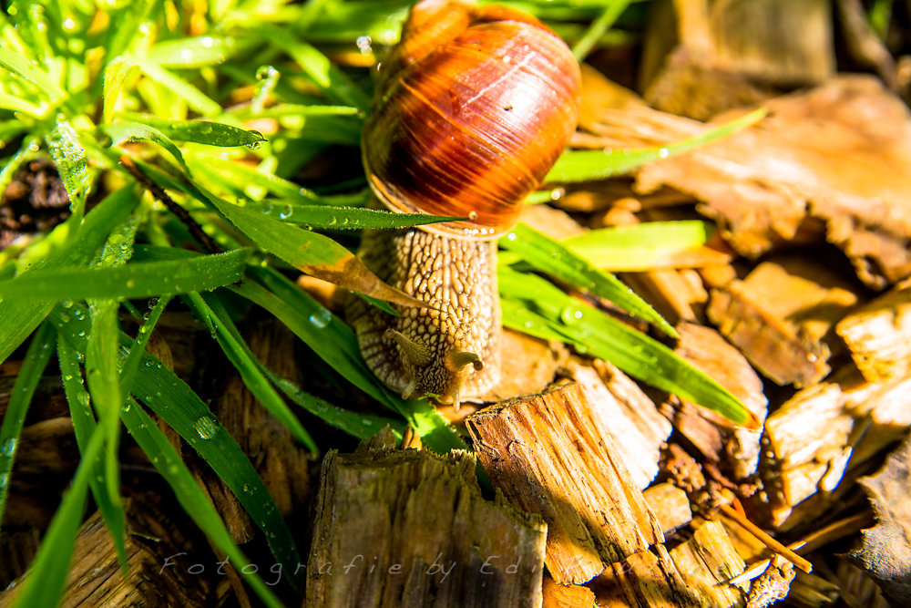 EP-EOS6D-20160724-005.jpg