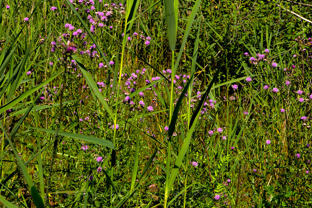 EP-EOS6D-20160724-010.jpg
