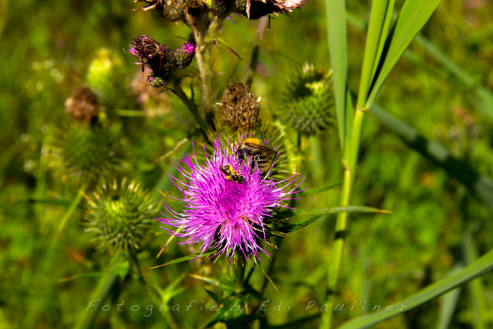 EP-EOS6D-20160724-011.jpg