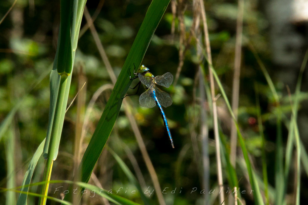 EP-EOS6D-20160724-014.jpg