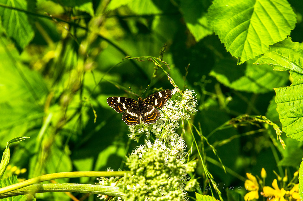EP-EOS6D-20160724-026.jpg