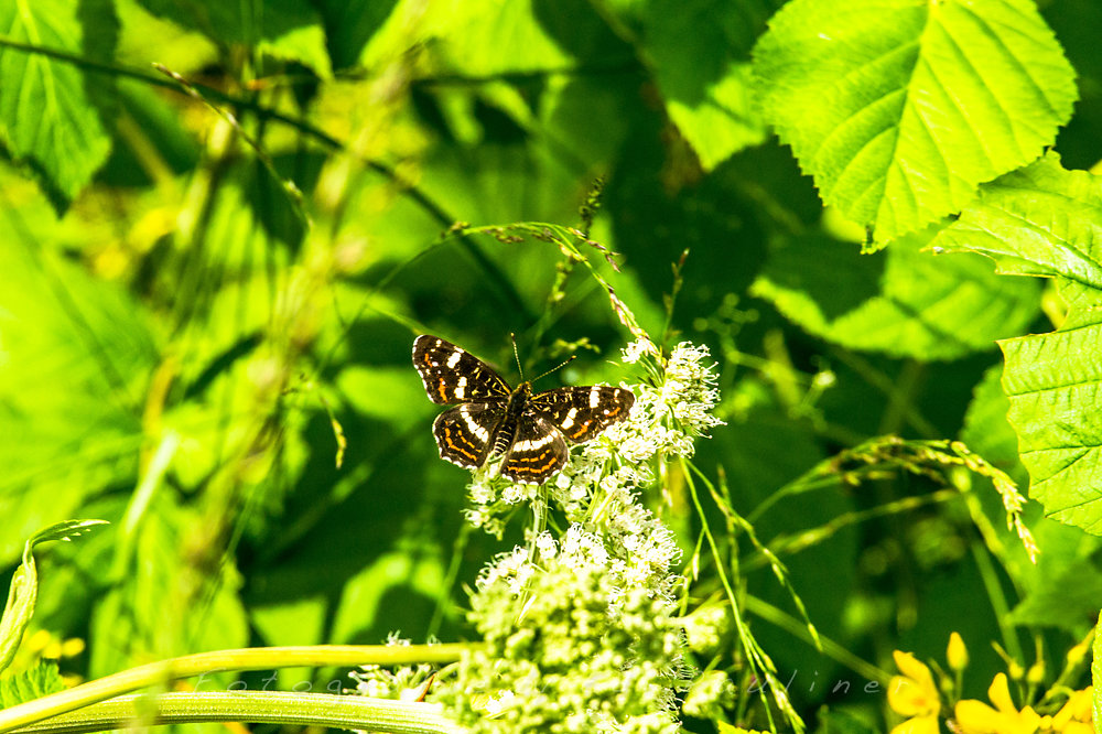 EP-EOS6D-20160724-027.jpg